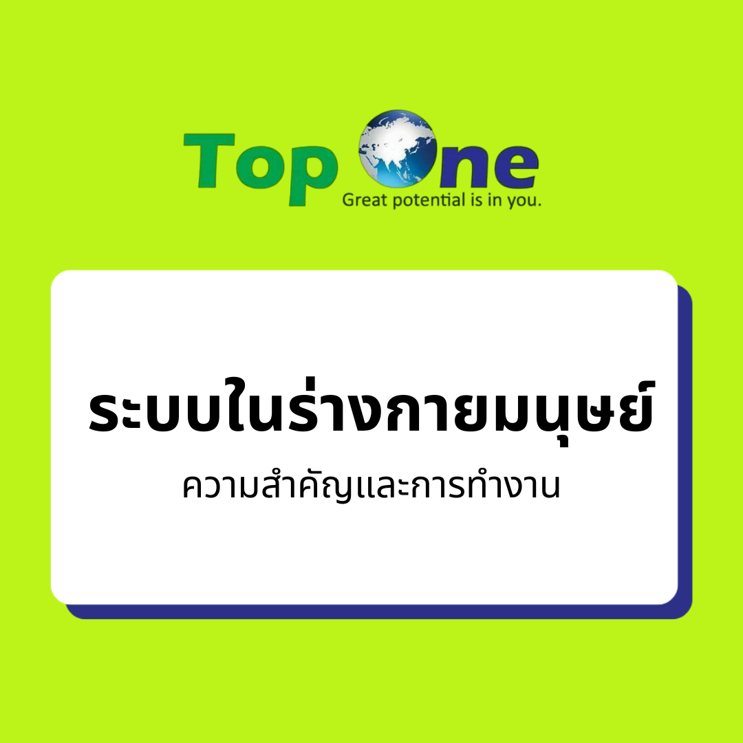 ระบบในร่างกายมนุษย์: ความสำคัญและการทำงาน