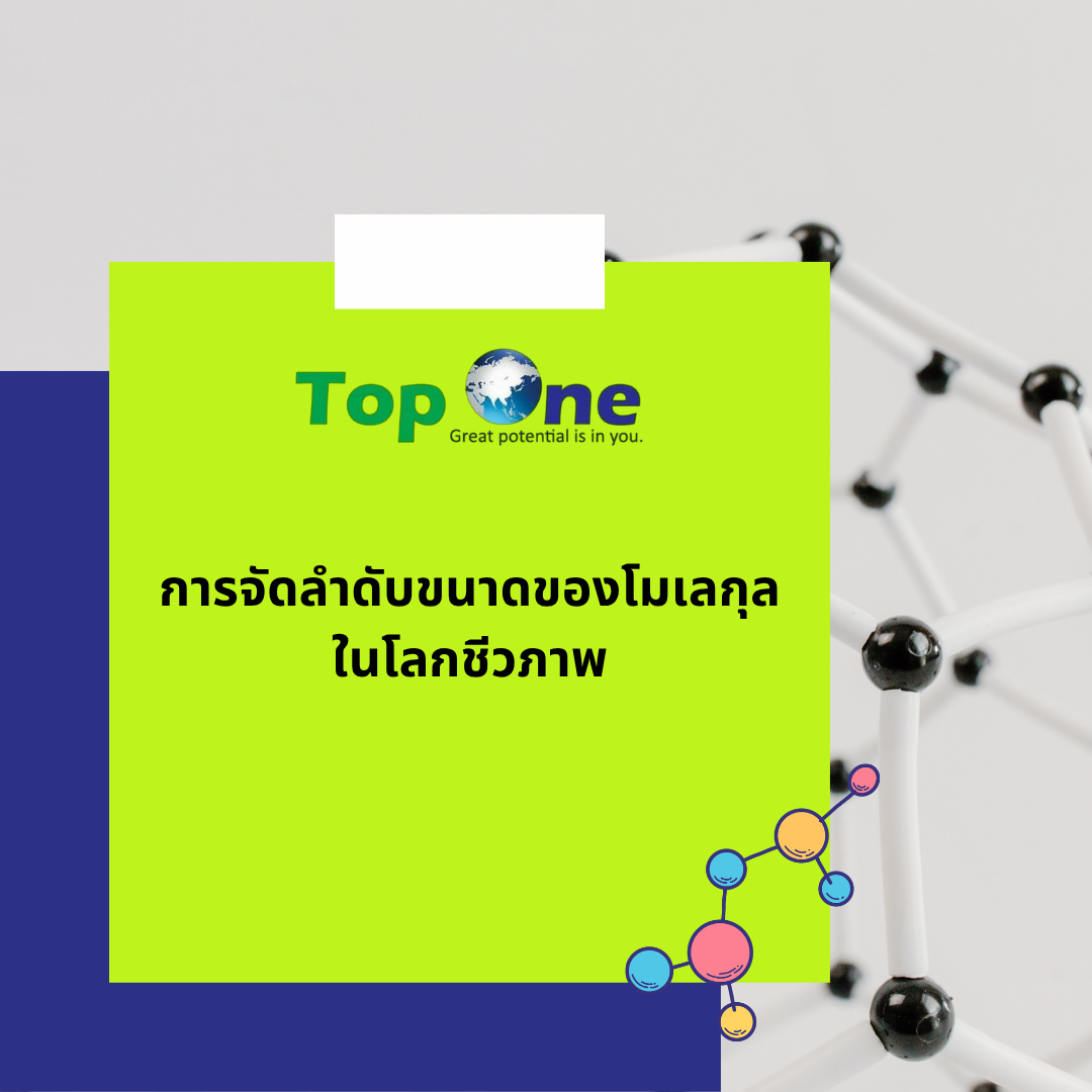 จากเล็กสู่ใหญ่: การจัดลำดับขนาดของโมเลกุลในโลกชีวภาพ