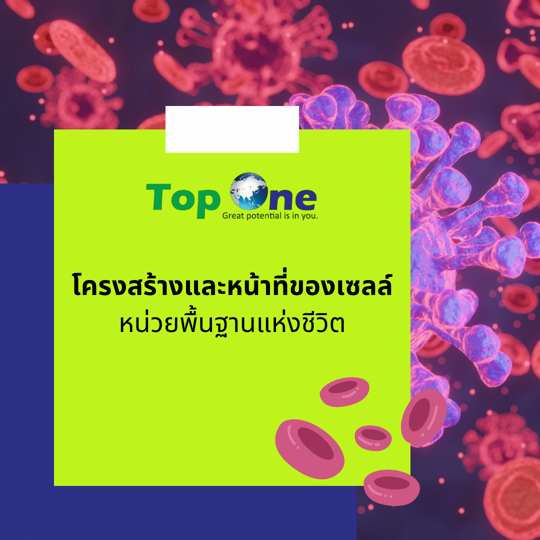 โครงสร้างและหน้าที่ของเซลล์: หน่วยพื้นฐานแห่งชีวิต