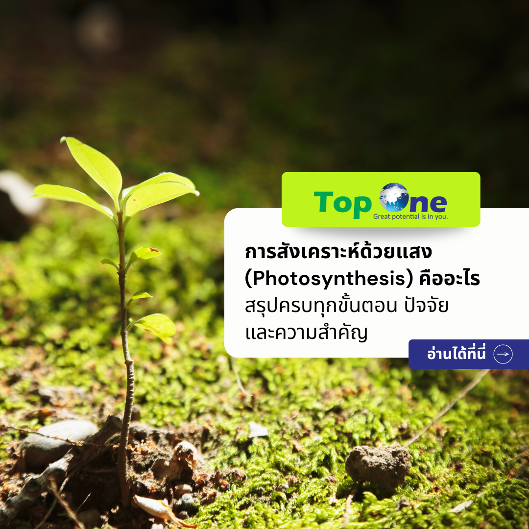 การสังเคราะห์ด้วยแสง (Photosynthesis) คืออะไร สรุปครบทุกขั้นตอน ปัจจัย และความสำคัญ