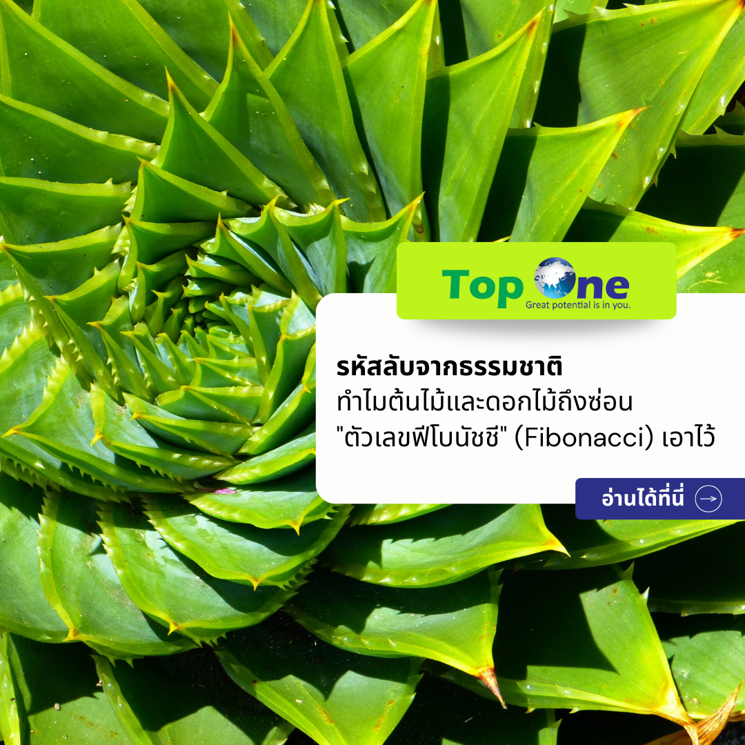รหัสลับจากธรรมชาติ: ทำไมต้นไม้และดอกไม้ถึงซ่อน “ตัวเลขฟีโบนัชชี” (Fibonacci) เอาไว้