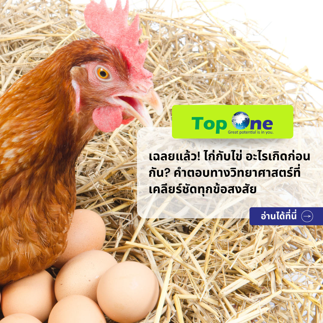 เฉลยแล้ว ไก่กับไข่ อะไรเกิดก่อนกัน คำตอบทางวิทยาศาสตร์ที่เคลียร์ชัดทุกข้อสงสัย
